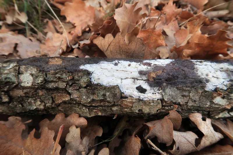 Botryobasidium subcoronatum 1 - IMG_5984